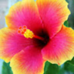 Meet your Posher, Isis